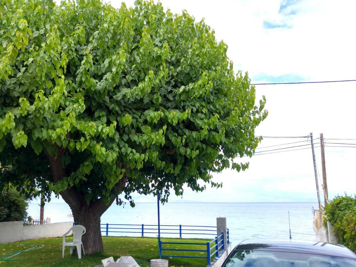 Papadogiannopoulos House เอยิโอ ภายนอก รูปภาพ